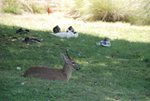 MALE_DUIKER_AND_DUCKS_AT_NO_16